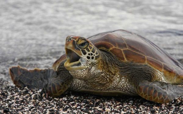 Ecuador, Galapagos, Young Pacific green turtle